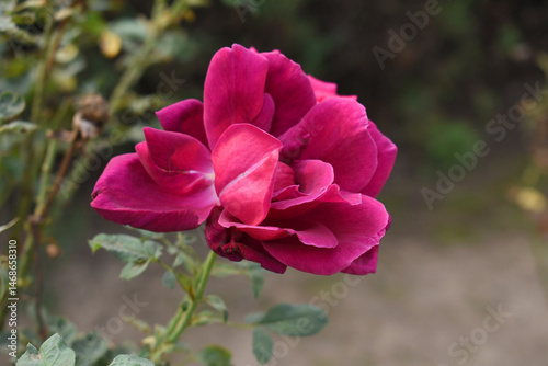 Beautiful red rose flower closeup in garden, A very beautiful red rose flower bloomed on the rose tree, Rose flower closeup, bloom flowers, Natural spring flower, Natural floral background,