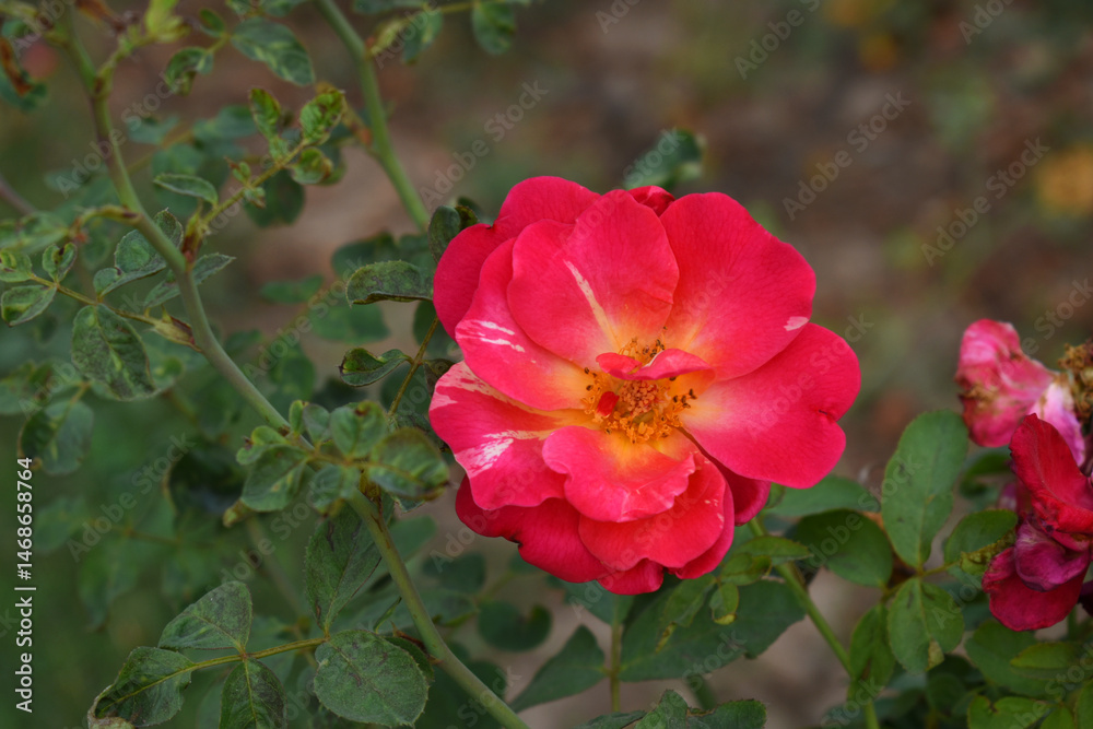 Obraz premium Beautiful red rose flower closeup in garden, A very beautiful red rose flower bloomed on the rose tree, Rose flower closeup, bloom flowers, Natural spring flower, Natural floral background,