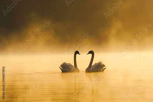Fototapeta Naklejka Na Ścianę i Meble -  two swans are swimming in a lake with fog