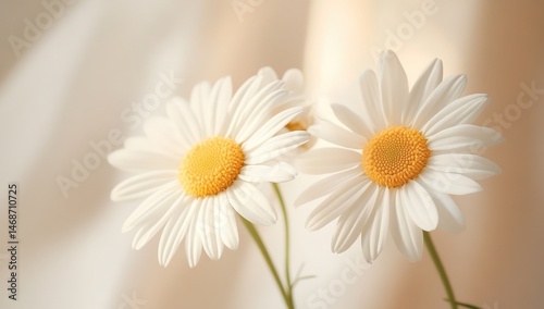 Obraz na płótnie Two delicate daisies against a soft, light background w salonie