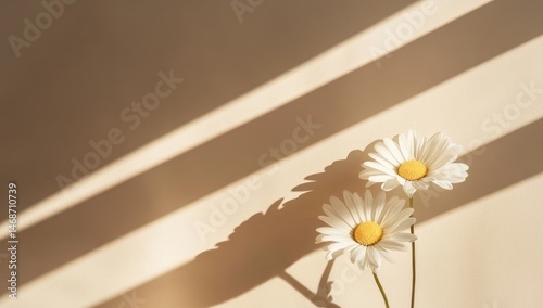 Obraz na płótnie Two daisies bask in sunlight against a beige backdrop w salonie