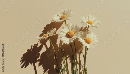 Obraz na płótnie Five daisies cast dramatic shadows on a beige background w salonie