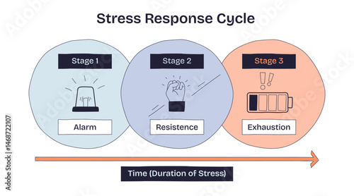 Stress response cycle shows alarm, resistance, and exhaustion stages with icons for each phase, highlighting stress progression. Doodle style diagram