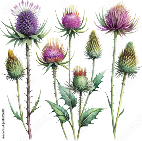 Set of thistle flower blossom hand drawn colorful classic watercolor botanical vector watercolor illustration