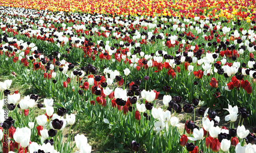 Spring Tulip Flower Field in Sussex England photo