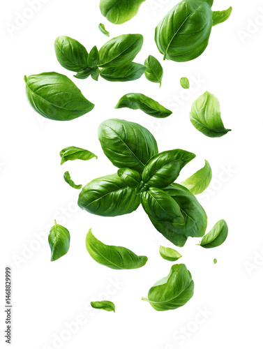 Falling Fresh Green Basil Leaves on Transparent Background, PNG