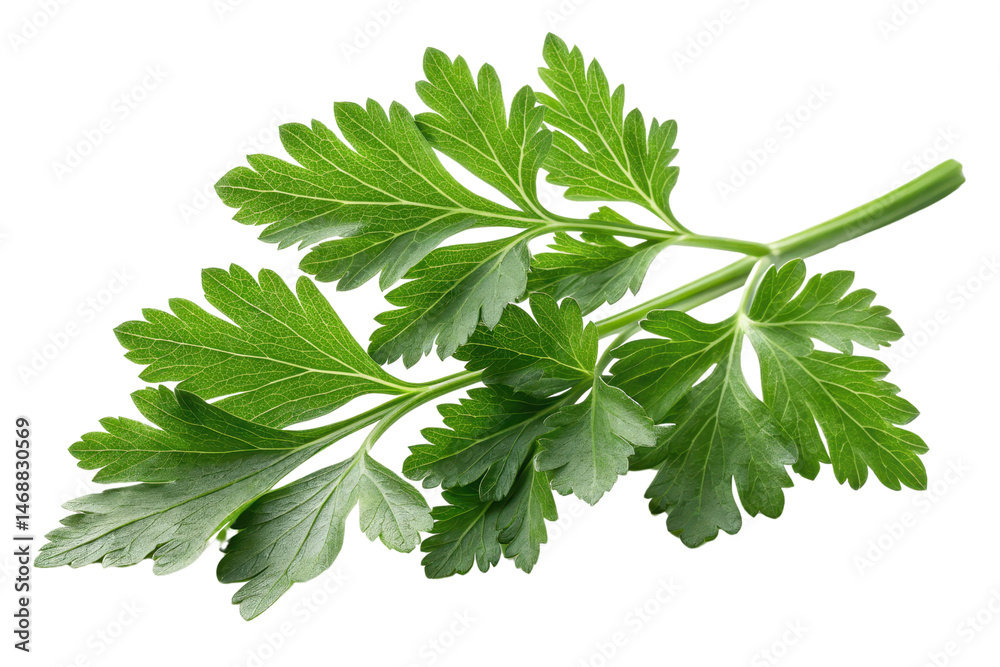 Fresh Green Herb Leaf Isolated on White Background for Culinary Use Fresh Green Herb Leaf Isolated on White Background for Culinary Use