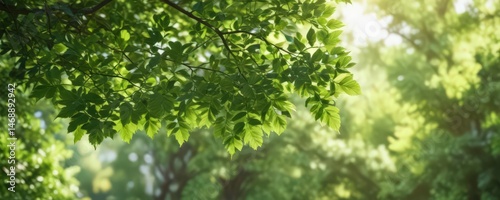 Blurred green leaves, dappled sunlight, soft focus, lush foliage,  texture,  diffuse,  natural background