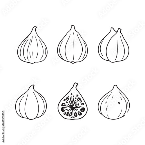 elegant wild fig branch line drawing vector