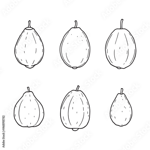 Hand-drawn sapodilla fruit vector artwork for design