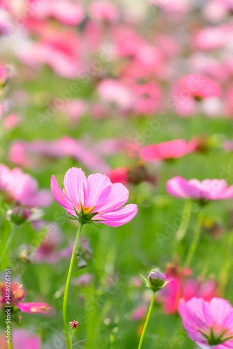 薄いピンクの花畑
