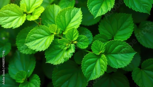 Lush green leaves, vibrant and healthy, perfect for nature backgrounds , botany, detail, jungle