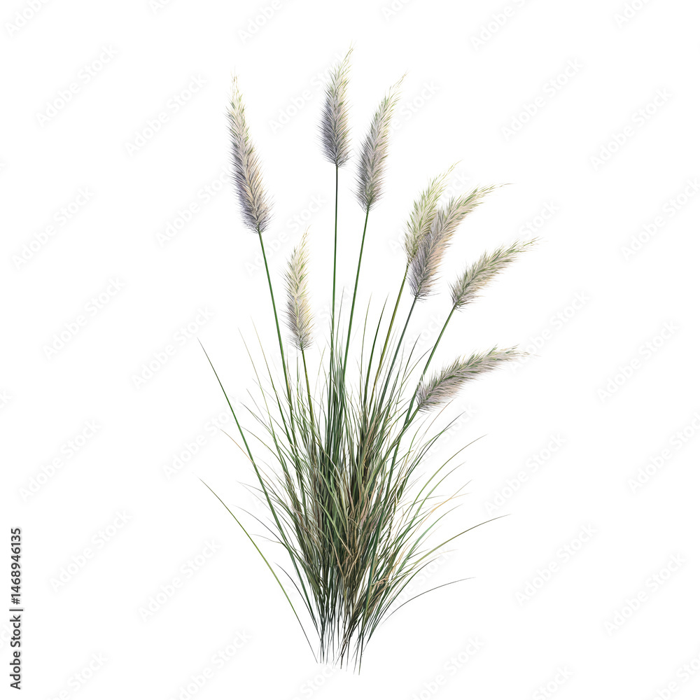 Fototapeta premium Delicate tussock of grass standing tall against a crisp transparent background, highlighting natures simple beauty, tussock of grass on transparent background,