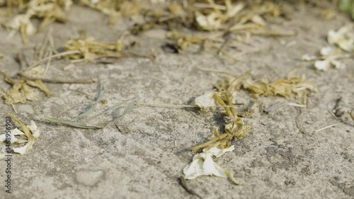 Fallen Leaves On The Ground, Video footage for nature and cinematic in seasonal scenes.