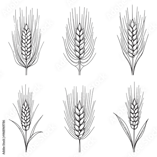 wheat plant outline vector illustration drawing