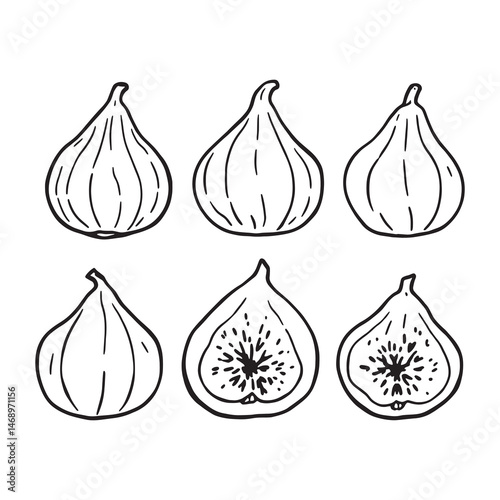 wild fig branch vector art line drawing