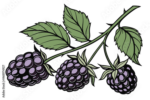 171 blackberry, juicy blackberries, glossy black berries, green leaves, botanical illustration, detailed, high definition, photorealistic