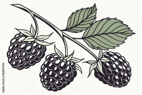 171 blackberry, juicy blackberries, glossy black berries, green leaves, botanical illustration, detailed, high definition, photorealistic