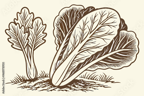 173 detailed botanical illustration, bok choy, romaine lettuce, leaves, roots, earthy tones, detailed shading, intricate patterns, high-quality, digital art