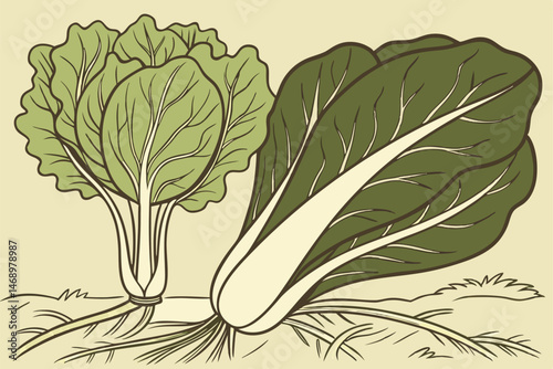 173 detailed botanical illustration, bok choy, romaine lettuce, leaves, roots, earthy tones, detailed shading, intricate patterns, high-quality, digital art