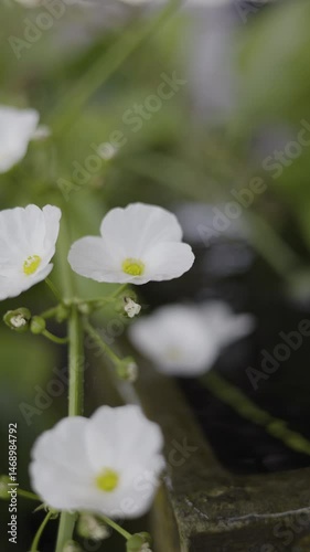  Aquatic Plant. Tropical beauty flowers in the nature.