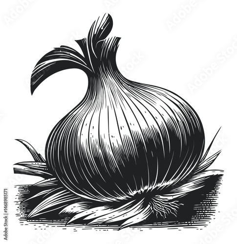 Detailed Black and White Etching of a Fresh Onion on a Leafy Base