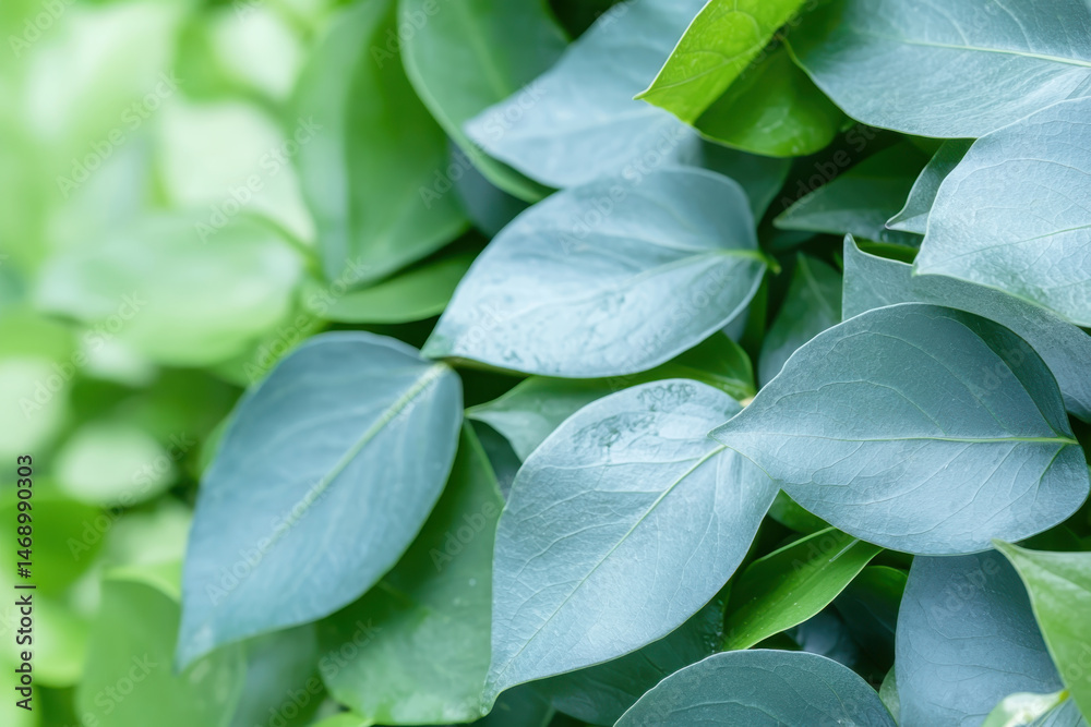 Fototapeta Close up of lush green leaves showcasing intricate patterns and textures, evoking sense of tranquility and nature beauty