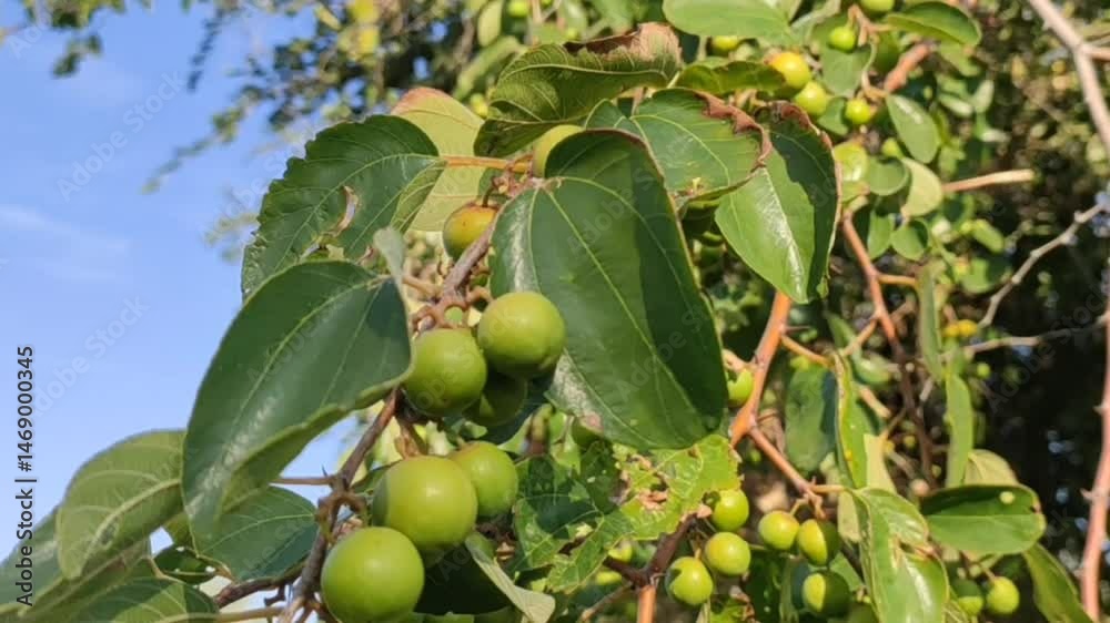 Row Ziziphus Nummularia fruits on the bush branches, wild jujube fruits close up footage