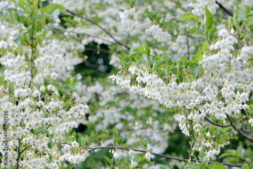 春に咲いたエゴノキの花
