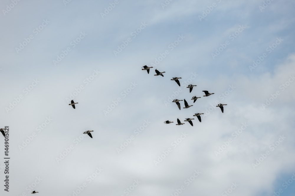 Obraz premium A group of wild geese soars in formation across a partly cloudy sky, captured mid-flight during migration with soft natural daylight and spacious sky background.
