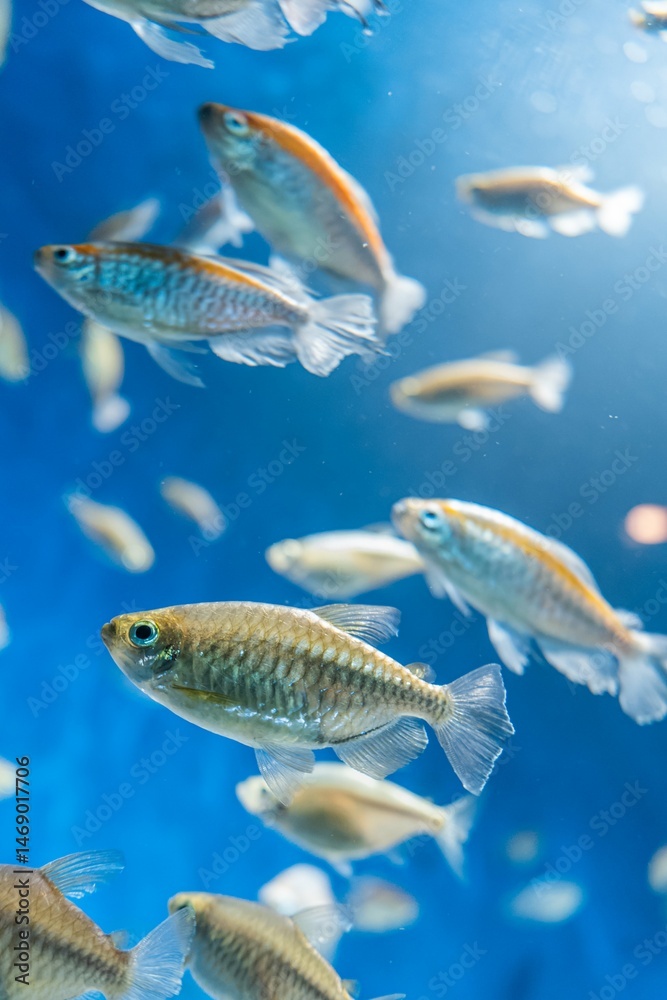 Fototapeta premium 魚群