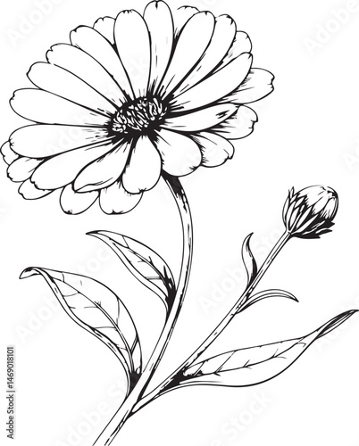 Calendula, Healing Plant, Natural Remedy, Naturopathy, Black and White Vector Illustration, Sketch Drawing Line Linear Symbol Icon Engraving, Hand-drawn Isolated