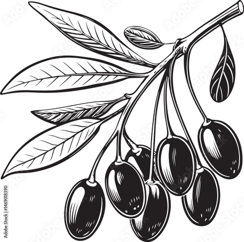 Goji berries, Healing Plant, Natural Remedy, Naturopathy, Black and White Vector Illustration, Sketch Drawing Line Linear Symbol Icon Engraving, Hand-drawn Isolated