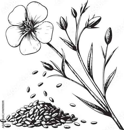 Flax seeds, Healing Plant, Natural Remedy, Naturopathy, Black and White Vector Illustration, Sketch Drawing Line Linear Symbol Icon Engraving, Hand-drawn Isolated