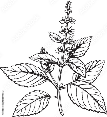 Holy basil (tulsi), Healing Plant, Natural Remedy, Naturopathy, Black and White Vector Illustration, Sketch Drawing Line Linear Symbol Icon Engraving, Hand-drawn Isolated