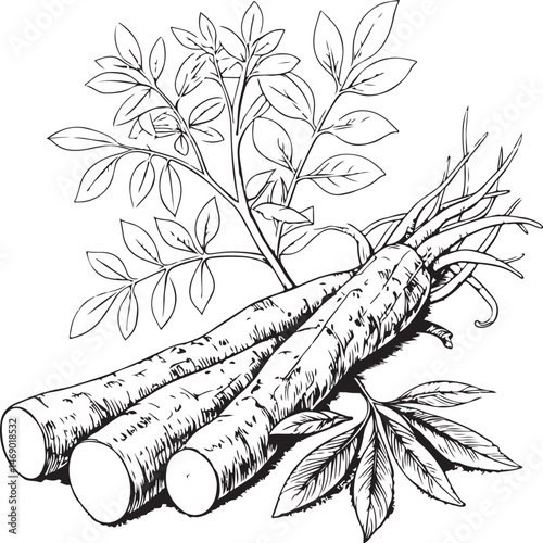 Licorice root, Healing Plant, Natural Remedy, Naturopathy, Black and White Vector Illustration, Sketch Drawing Line Linear Symbol Icon Engraving, Hand-drawn Isolated