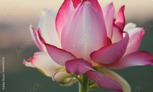 Close-up Video of a Pink Lotus Flower Blooming