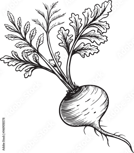 Maca root, Healing Plant, Natural Remedy, Naturopathy, Black and White Vector Illustration, Sketch Drawing Line Linear Symbol Icon Engraving, Hand-drawn Isolated
