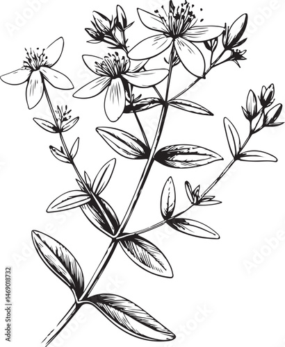 St. John’s wort, Healing Plant, Natural Remedy, Naturopathy, Black and White Vector Illustration, Sketch Drawing Line Linear Symbol Icon Engraving, Hand-drawn Isolated