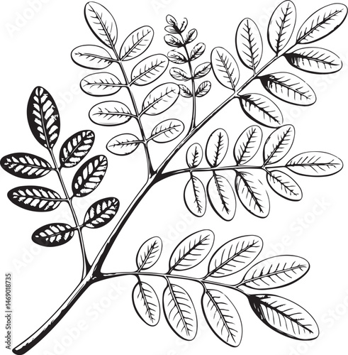 Moringa, Healing Plant, Natural Remedy, Naturopathy, Black and White Vector Illustration, Sketch Drawing Line Linear Symbol Icon Engraving, Hand-drawn Isolated