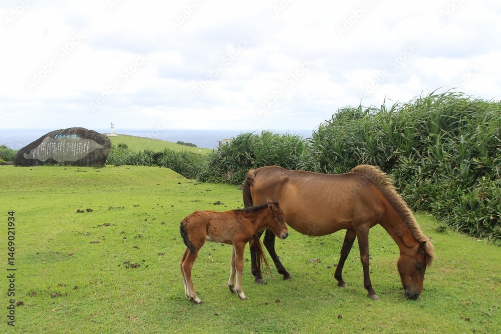 Obraz premium 与那国馬
