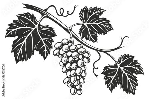 190 grapes, vine, vineyard, detailed grapes, photorealistic, high contrast, monochrome, black and white, botanical illustration, scientific drawing, engraving style