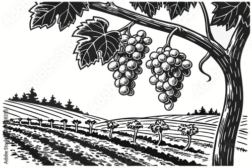 190 grapes, vine, vineyard, detailed grapes, photorealistic, high contrast, monochrome, black and white, botanical illustration, scientific drawing, engraving style