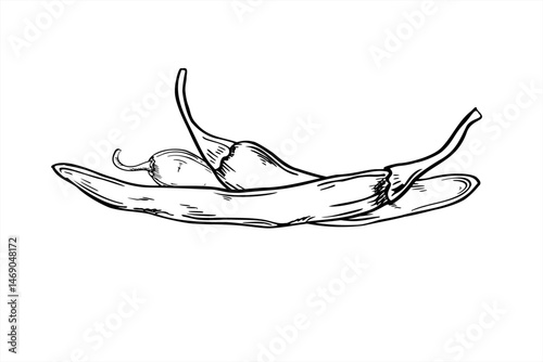 three thin chili pepper pods black and white vector illustration in linear style. Jalapeno or cayenne realistic sketch for spicy food packaging, ethnic cuisine logos and restaurant menu designs.