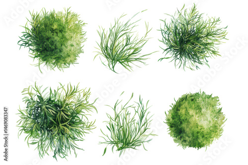 Watercolor grass bushes from top view in transparent png format for nature themed illustrations