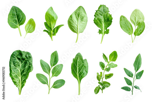 Set of various fresh green leaves of lettuce in transparent png isolated on white background