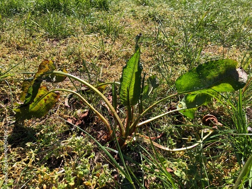 Dock recovering from a herbicide spray in a grass field, United Kingdom