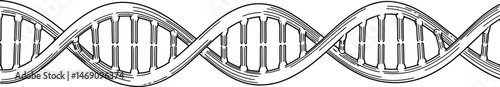 Outlined DNA Strand, Black and White Illustration photo