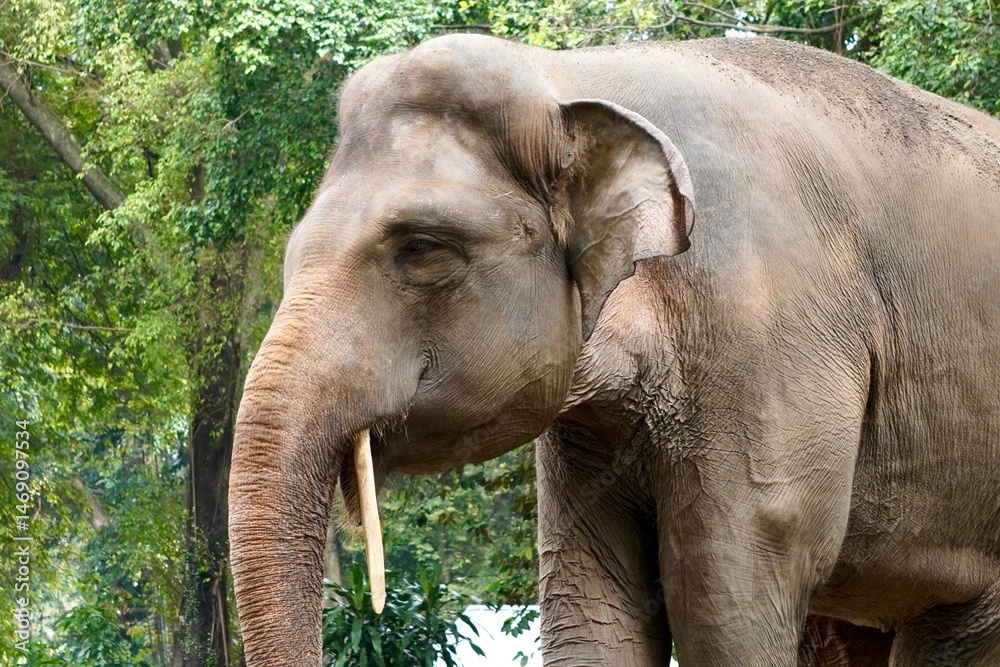 Fototapeta premium Sumatran elephant portrait side profile with ivory isolated on outdoor daytime green tree leaves environment background.