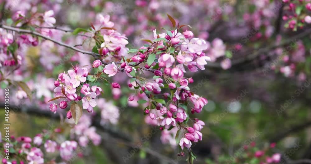 beautiful blooming branch of a pink apple tree on a spring day as a background
beautiful blooming branch of a pink apple tree on a spring day as a background